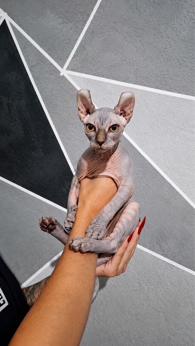 Котенок породы сфинкс эльф