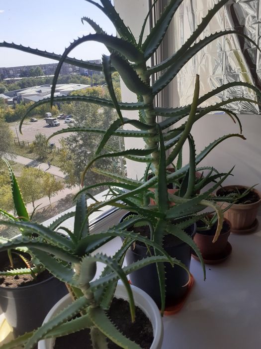 Алоэ  лечебный.,на Юго-Востоке