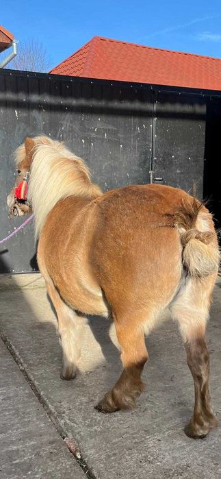 Vând poneiță      .