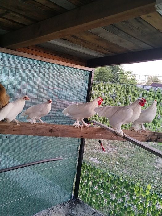 Găini Mii de Flori