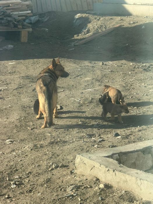 Продается собака и 6 щенкоа