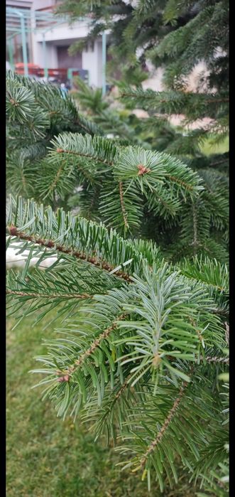 Brad pt Craciun bicolor