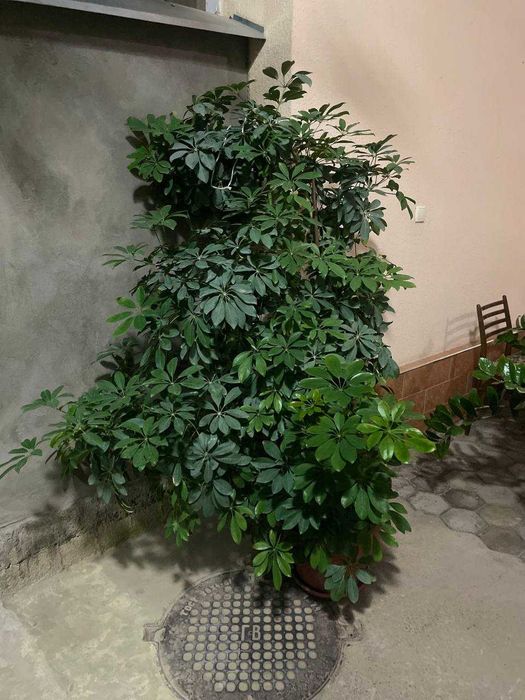 Шеффлера/дерево зонтик