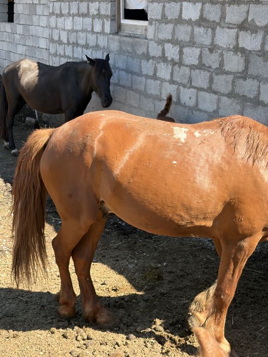 Лошадь кабыла с жеребенком и жеребец