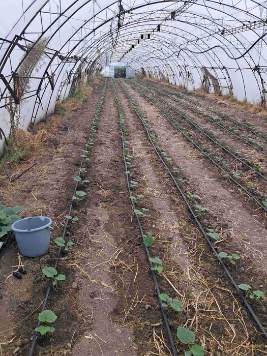 Разсад краставици