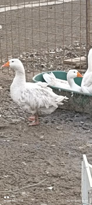 Oua gâște crețe, colos, Toulouse si  oua rate mute hibride se oua toat