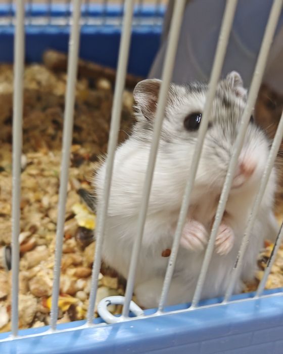 Джунгарский хомячок