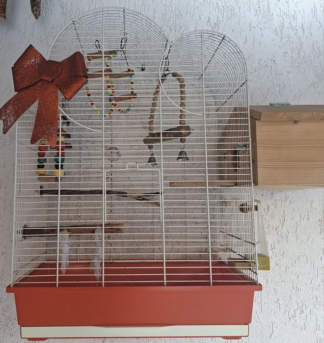 Colivie pasari (papagali)