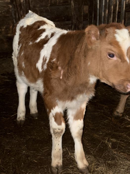 Продам двух телят