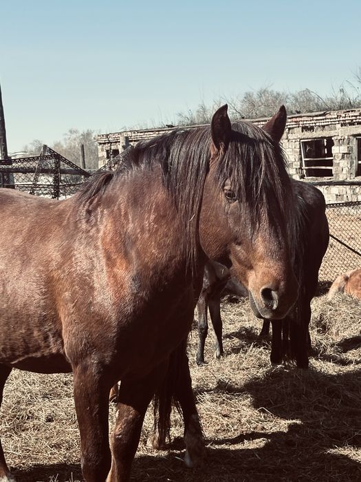 Жеребец 6 лет полу тяж