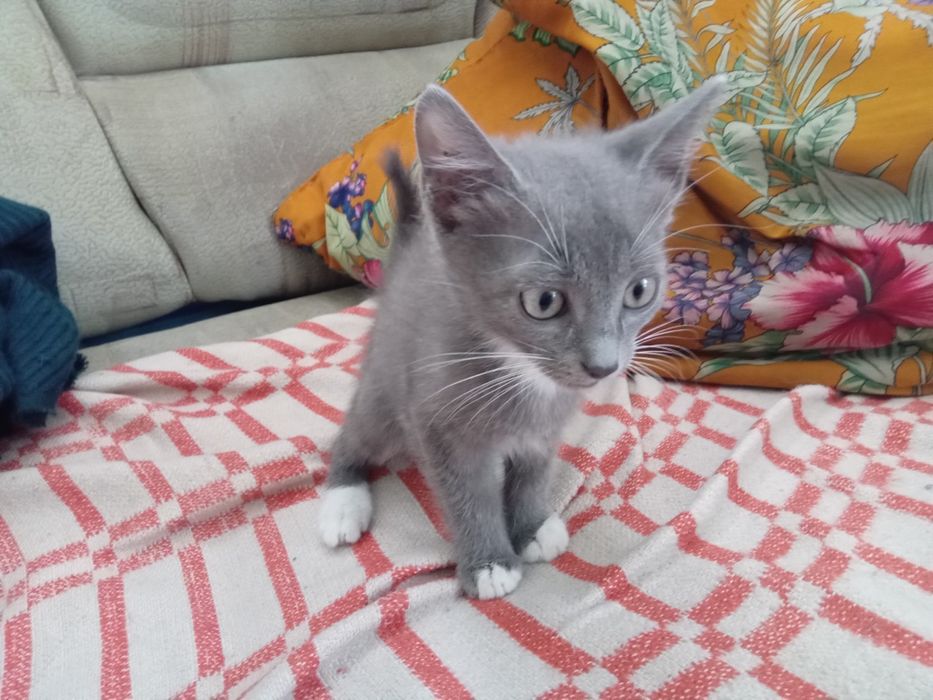 Отдам котёнка в добрые руки