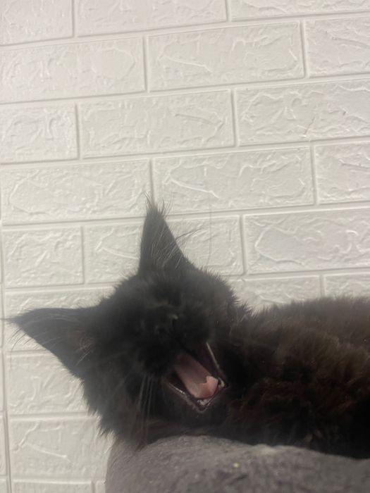 Maine Coon cu părinții campion