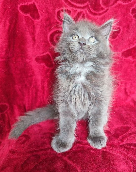 Продаются Котята породы меин Кун
