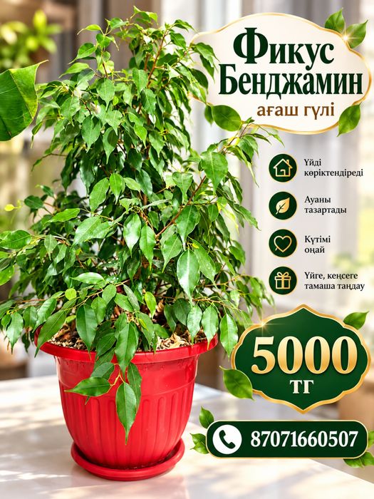 Продается комнатные растения