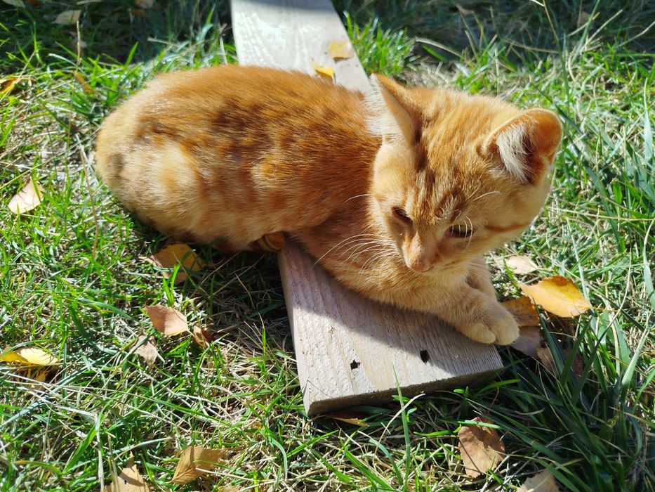 Котета на 4-5 месеца