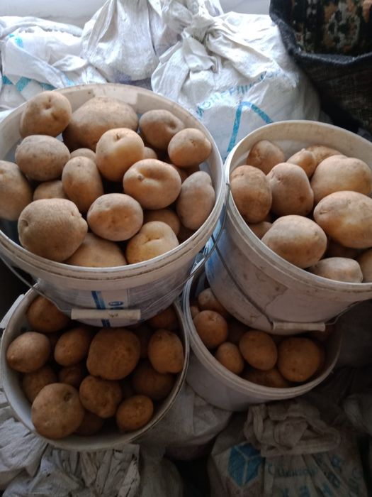 Продам картофель едавой, домашний