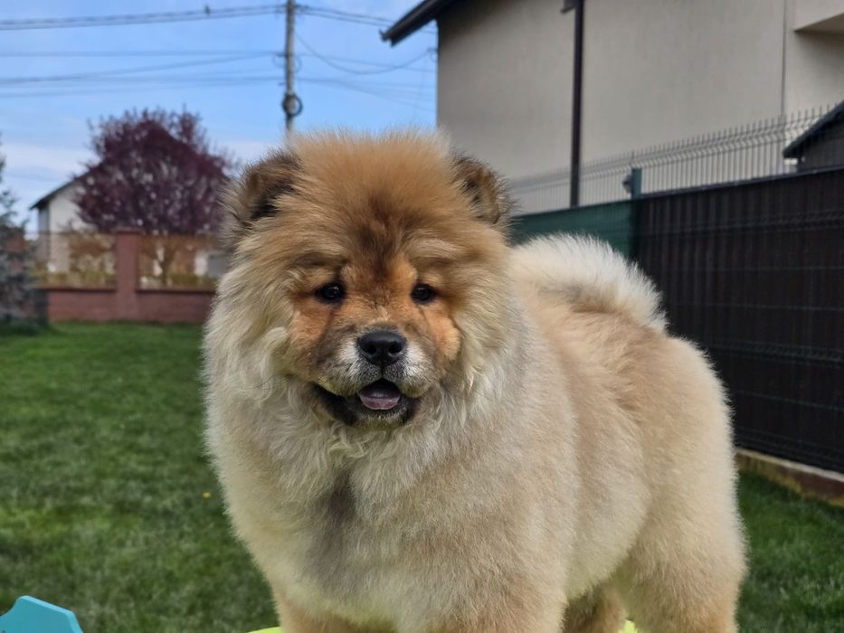 Pui Chow-Chow cu pedigree din Campion Mondial