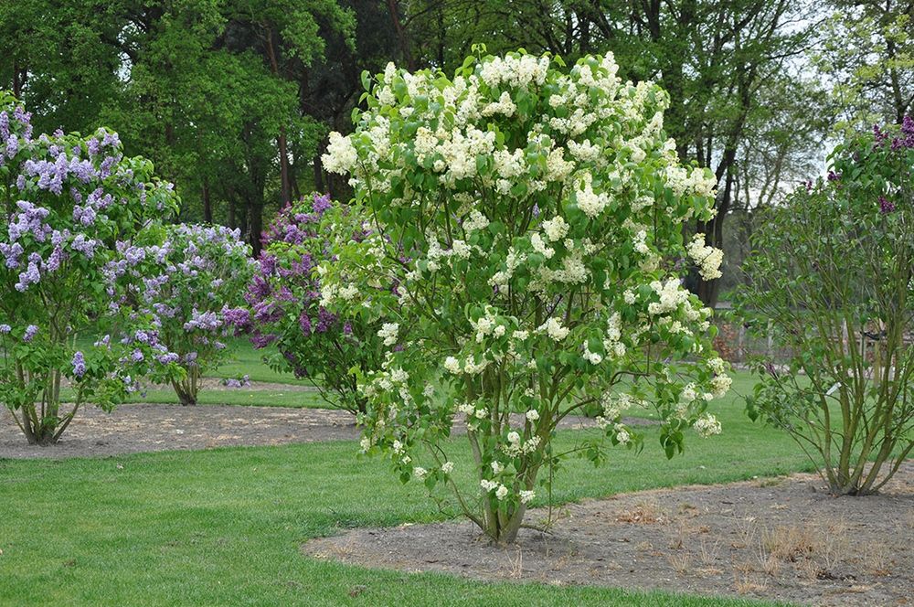 Жълт Люляк ("Primrose")