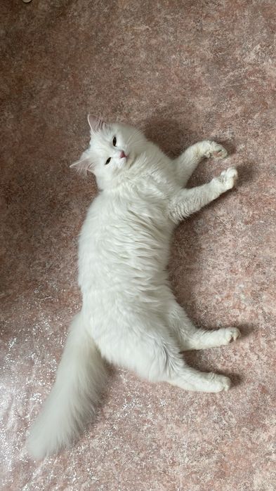 Кошечка в поисках дома