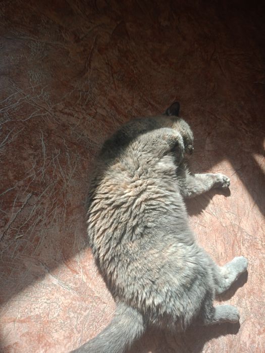 Шотландская кошка