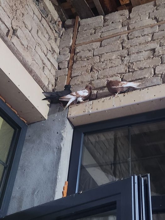 Kapyarlar sotiladi