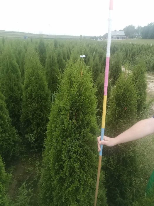 Tuia Thuia Thuja smaragd, gros, frumos, mare 120-140cm