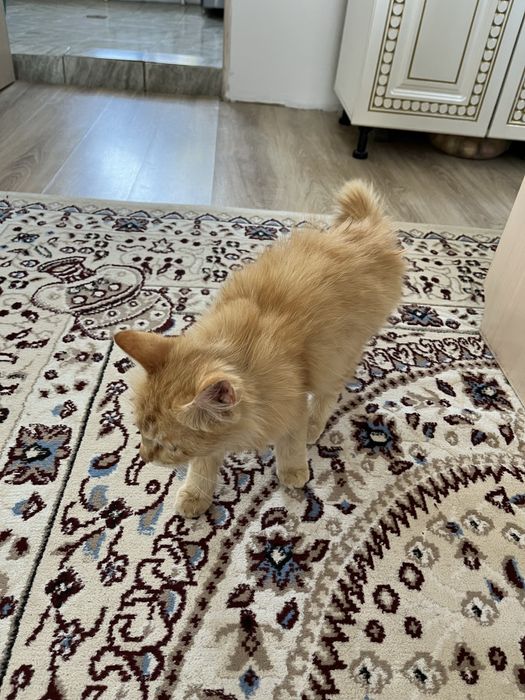 Отдам в добрые руки кота