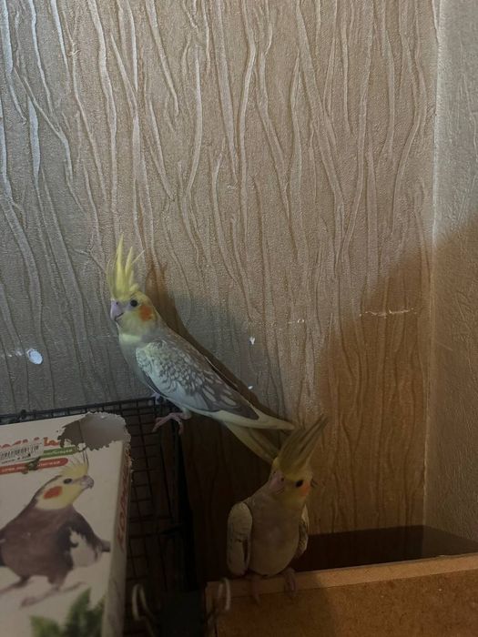 Кореллы Попугаи Красивые