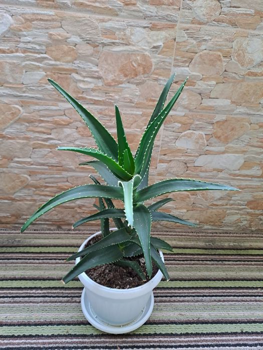 Лечебно алое вера за прозореца или терасата