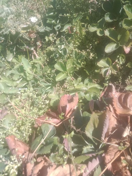 Продам усики клубники сорт израильский