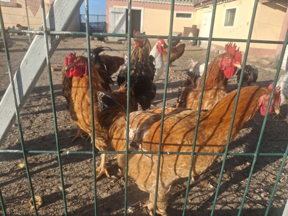 Cocoși de vânzare