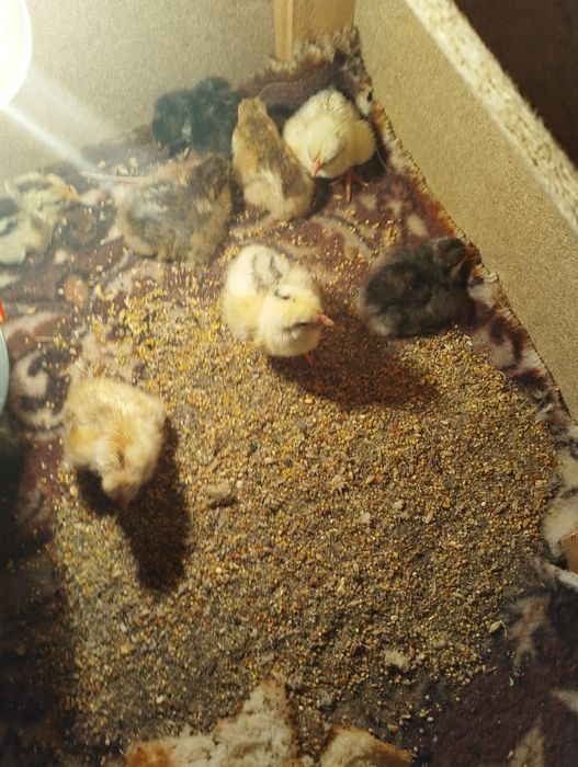 цыплята 1 дня до недели