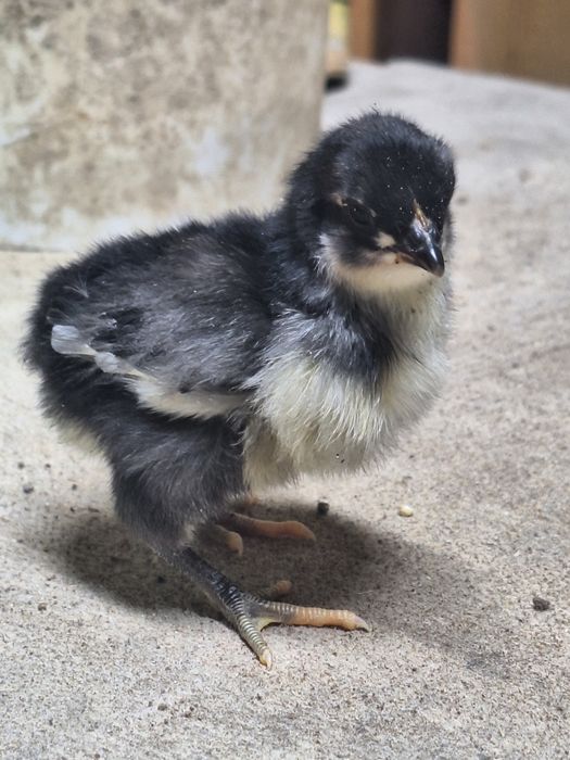 Австролп балапандары сатылады.