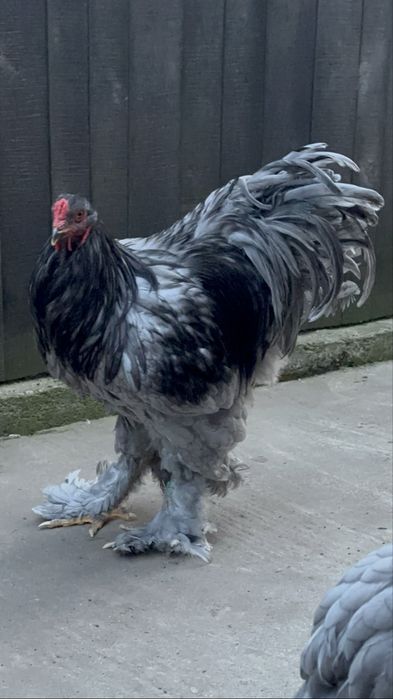 Pereche brahma albastru