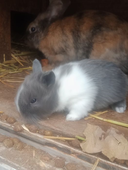 Кролики көжектер