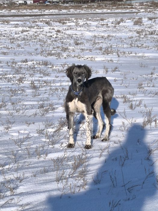 Кумай тазы! еркек кушик!
