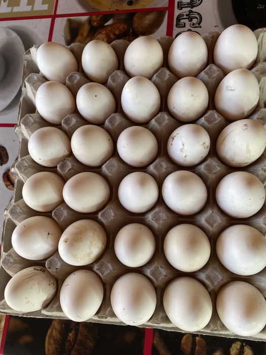 Oua italiana incubat