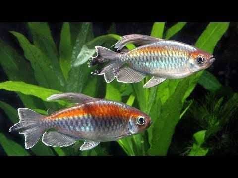 Тетра Конго (Phenacogrammus interruptus) продаются только парами