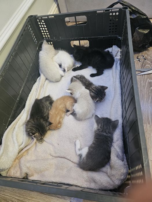 Котята уличные разные