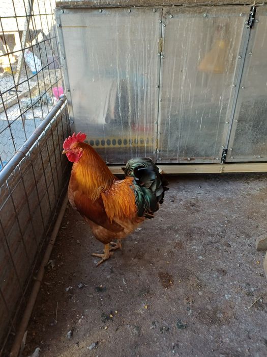 Vind porumbei si gaini plus cocosi