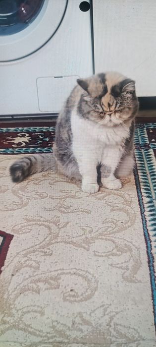 Срочно продается кошка, персидская порода