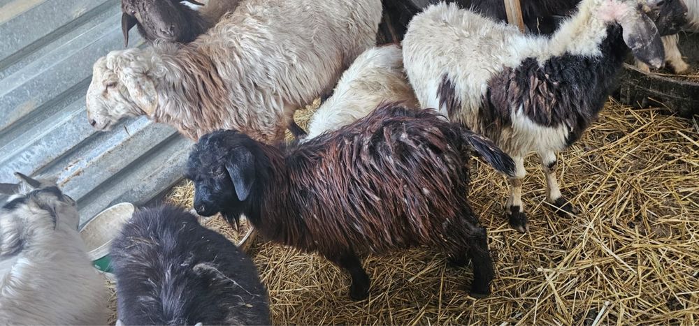 14мыңнан лақтар бар өсіп қалған