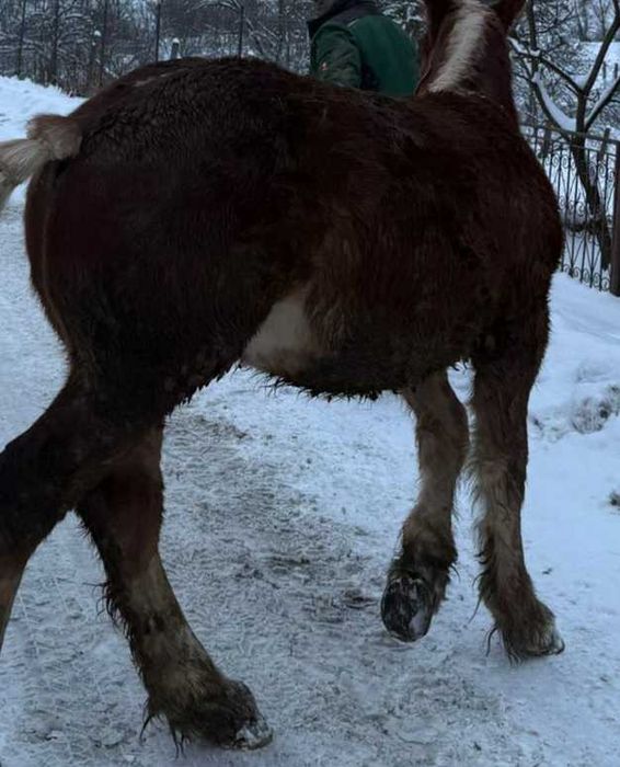 De vânzare ,mânz 7 luni.Reghin .