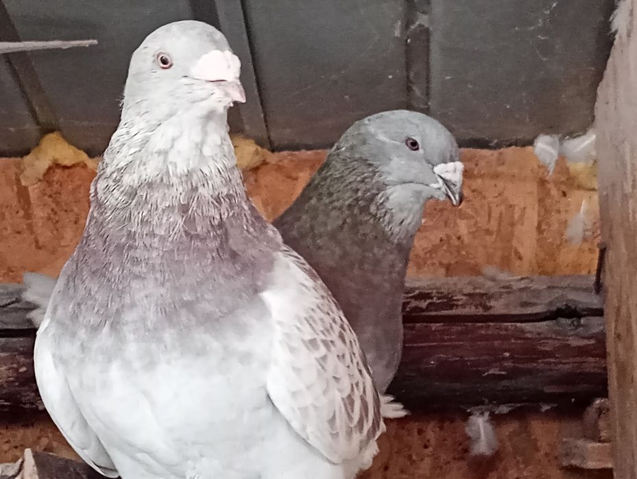 Porumbei standard românesc și voltați. 2021-2025.