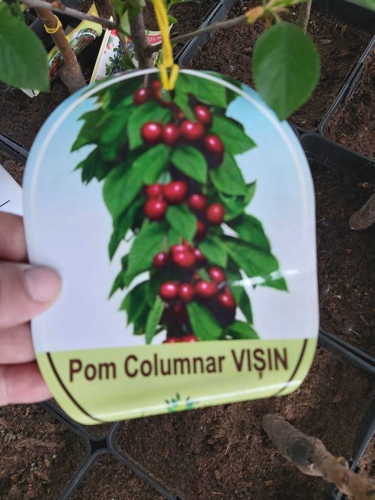 pomi columnari la ghiveci