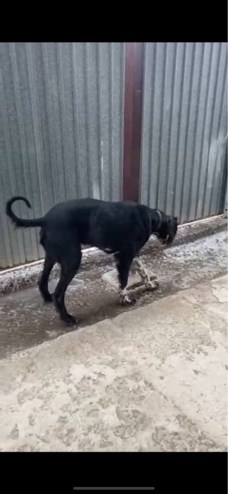 Тазы бар каншыкка косуга