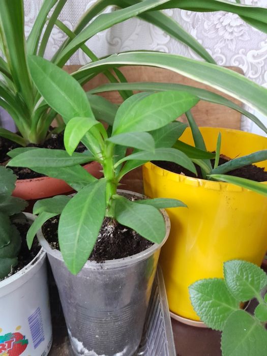 Продам комнатные цветы