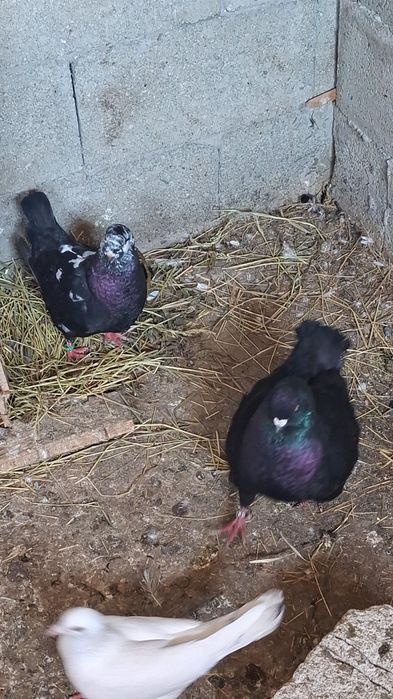 Vând porumbei kingi ,americani si jucatori de botosani