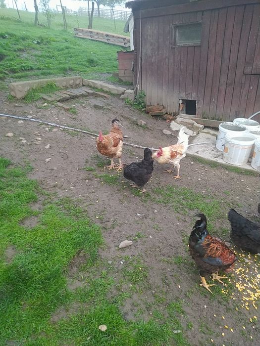 Vând cocosi diferite culori