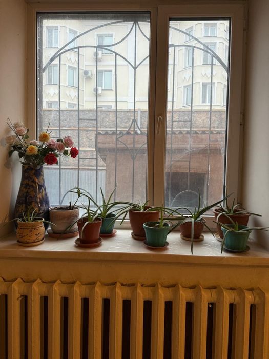 Алоэ в горшках продам